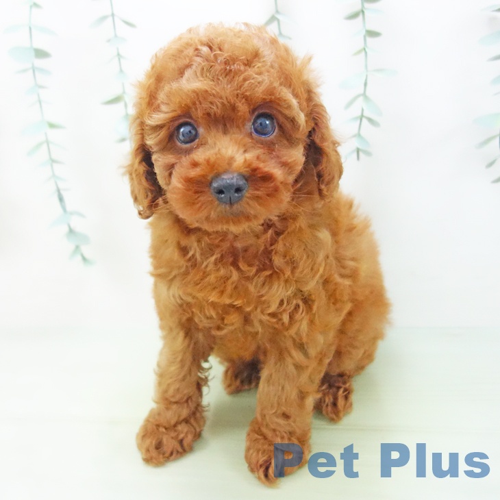 富山県のトイプードル(トイ) (ペットプラス高岡店/2025年4月29日生まれ/男の子/レッド)の子犬