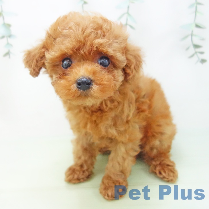 愛知県のトイプードル(トイ) (ペットプラス岡崎店/2025年4月29日生まれ/男の子/レッド)の子犬