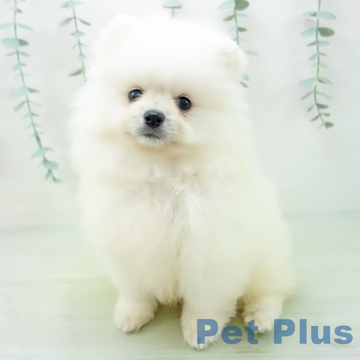 茨城県のポメラニアン (ペットプラスつくば店/2025年5月1日生まれ/女の子/クリーム)の子犬