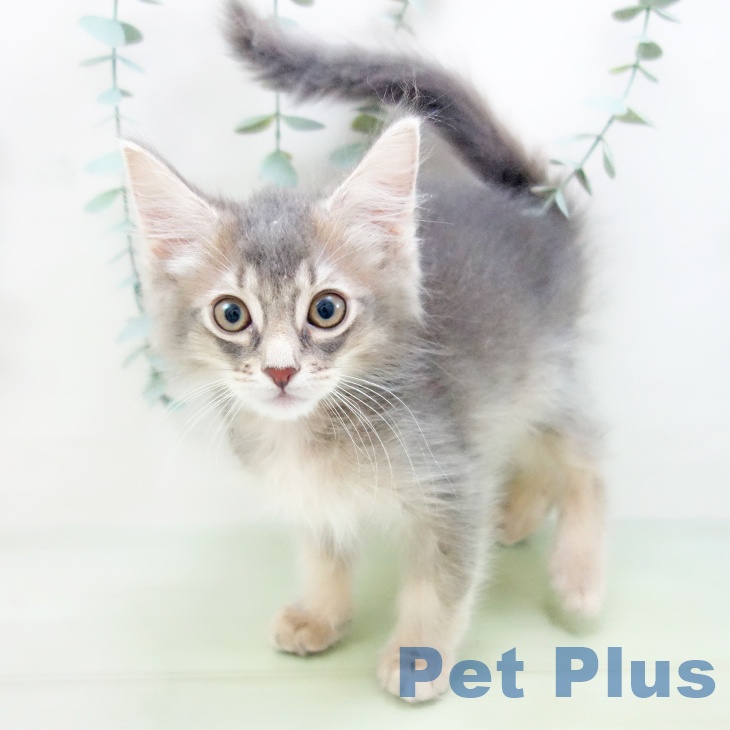 愛知県のソマリ (ペットプラスmozoワンダーシティ店/2025年4月24日生まれ/男の子/ブルー)の子猫の1枚目の画像