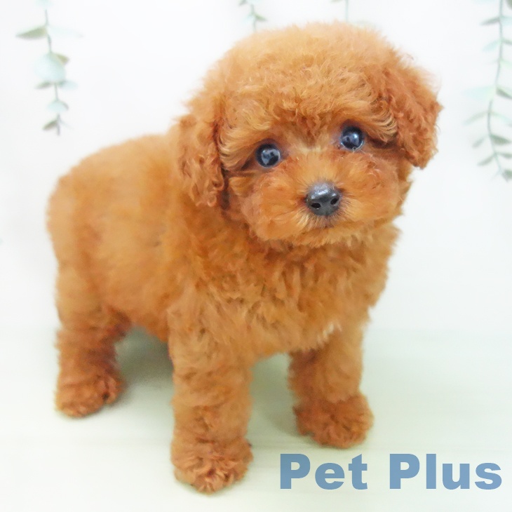 岐阜県のトイプードル(トイ) (ペットプラス各務原店/2025年4月29日生まれ/男の子/レッド)の子犬