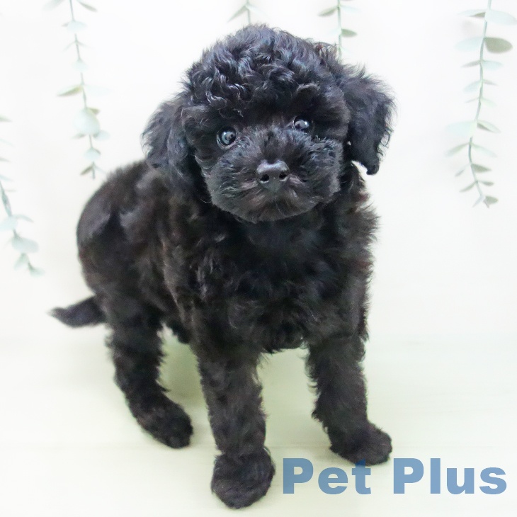 三重県のトイプードル(トイ) (ペットプラス鈴鹿店/2025年5月1日生まれ/男の子/ブラック)の子犬
