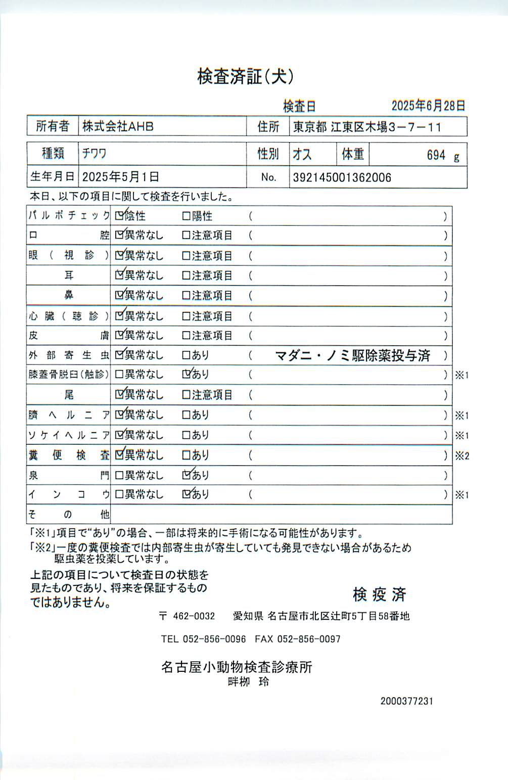 チワワ
