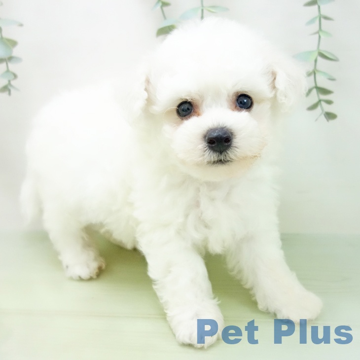 富山県のビションフリーゼ (ペットプラス高岡店/2025年5月1日生まれ/男の子/ホワイト)の子犬