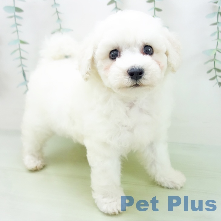 石川県のビションフリーゼ (ペットプラス白山店/2025年5月1日生まれ/女の子/ホワイト)の子犬