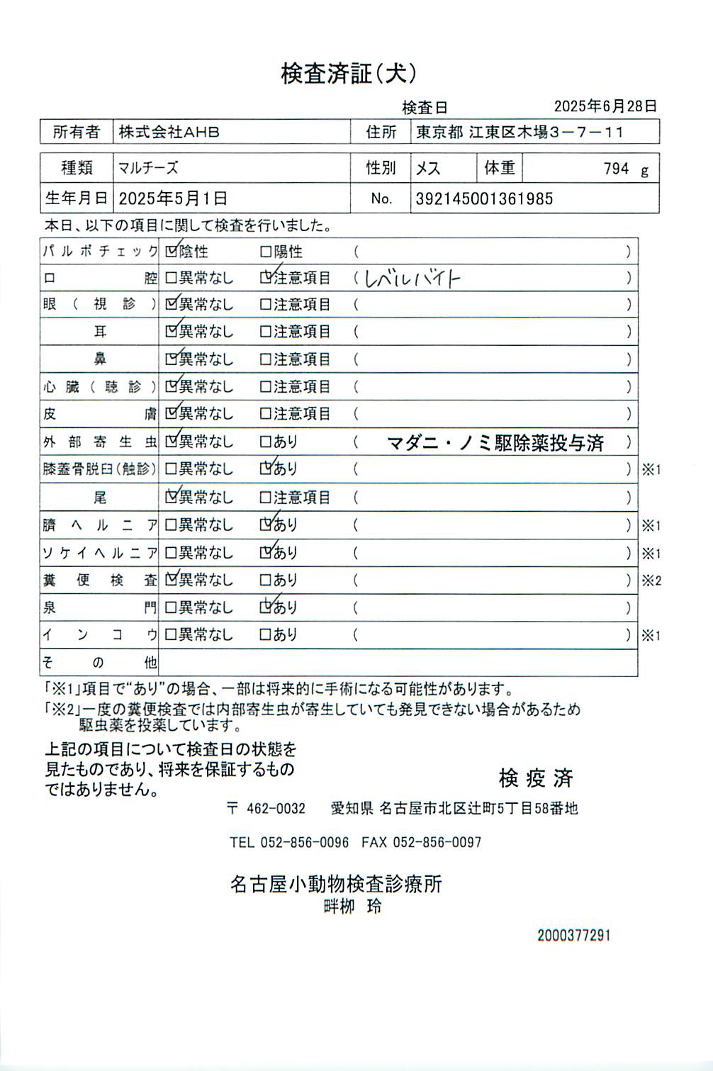 マルチーズ