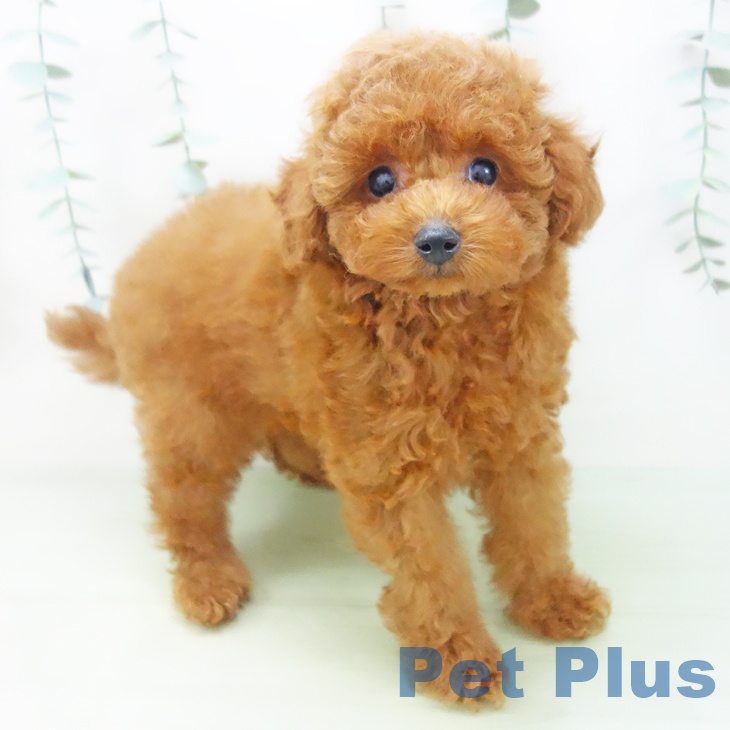 愛知県のトイプードル(トイ) (ペットプラス岡崎店/2025年4月26日生まれ/男の子/レッド)の子犬の1枚目の画像