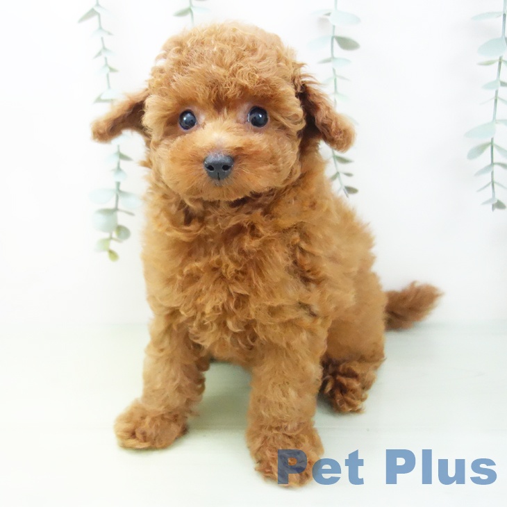 岐阜県のトイプードル(トイ) (ペットプラス各務原店/2025年4月26日生まれ/女の子/レッド)の子犬の2枚目の画像