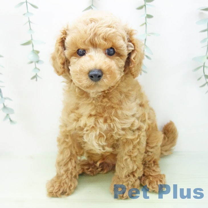 石川県のトイプードル(トイ) (ペットプラス白山店/2025年4月30日生まれ/男の子/レッド)の子犬の2枚目の画像