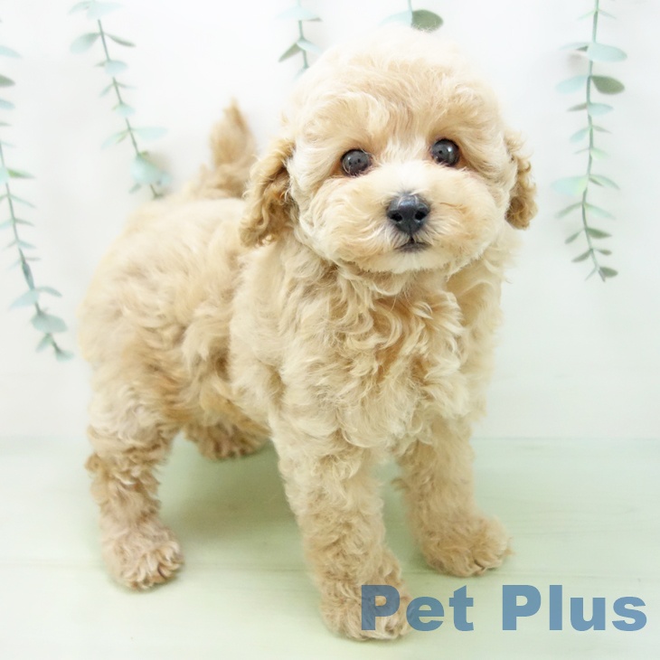 富山県のトイプードル(トイ) (ペットプラス高岡店/2025年4月30日生まれ/女の子/クリーム)の子犬