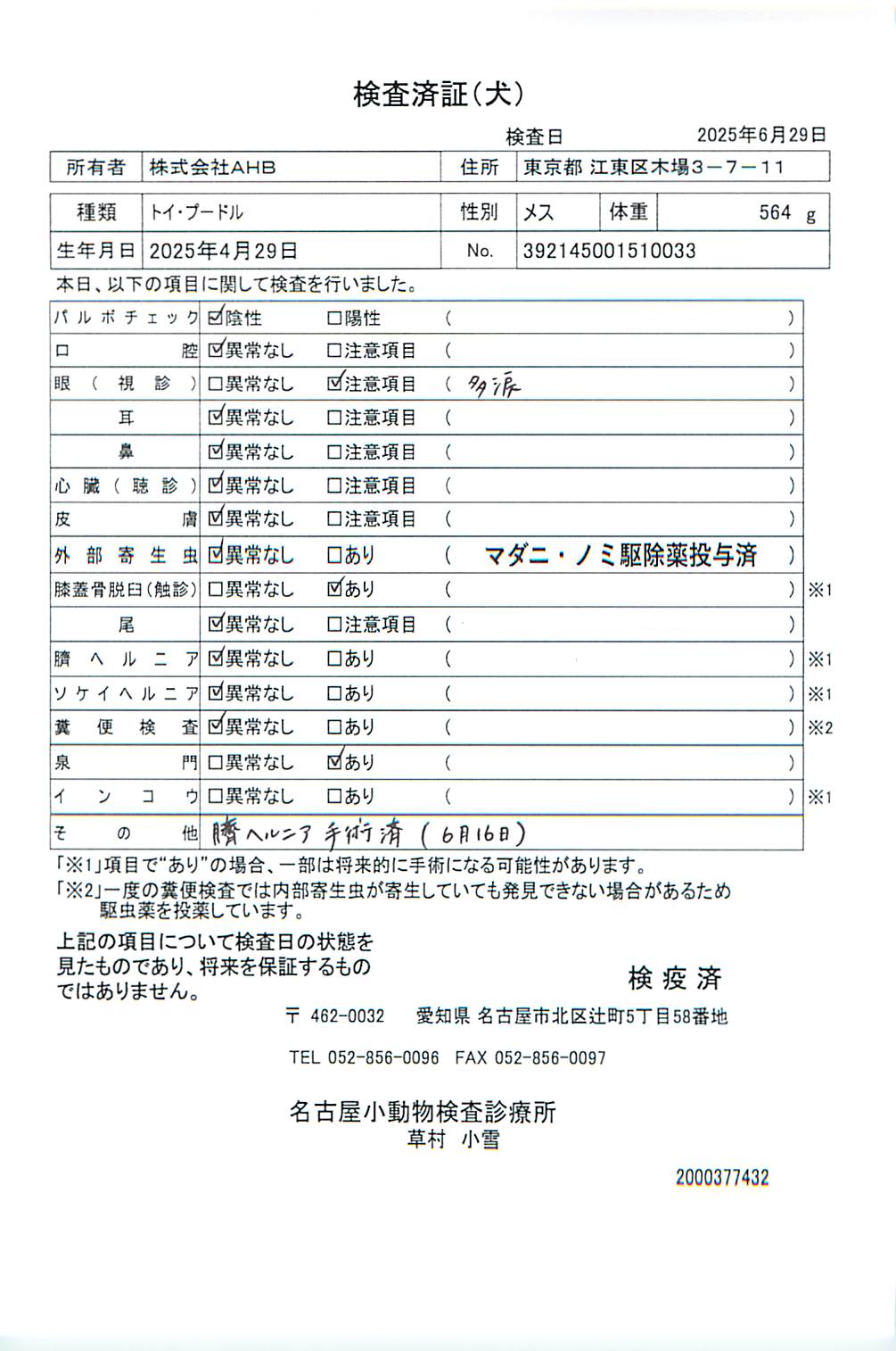 トイ・プードル