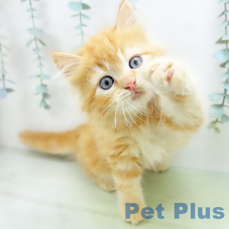 岐阜県のラガマフィン (ペットプラス各務原店/2025年4月29日生まれ/男の子/レッドタビー)の子猫の1枚目の画像
