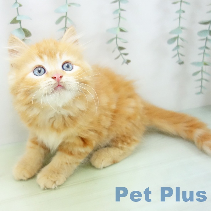岐阜県のラガマフィン (ペットプラス各務原店/2025年4月29日生まれ/男の子/レッドタビー)の子猫の2枚目の画像