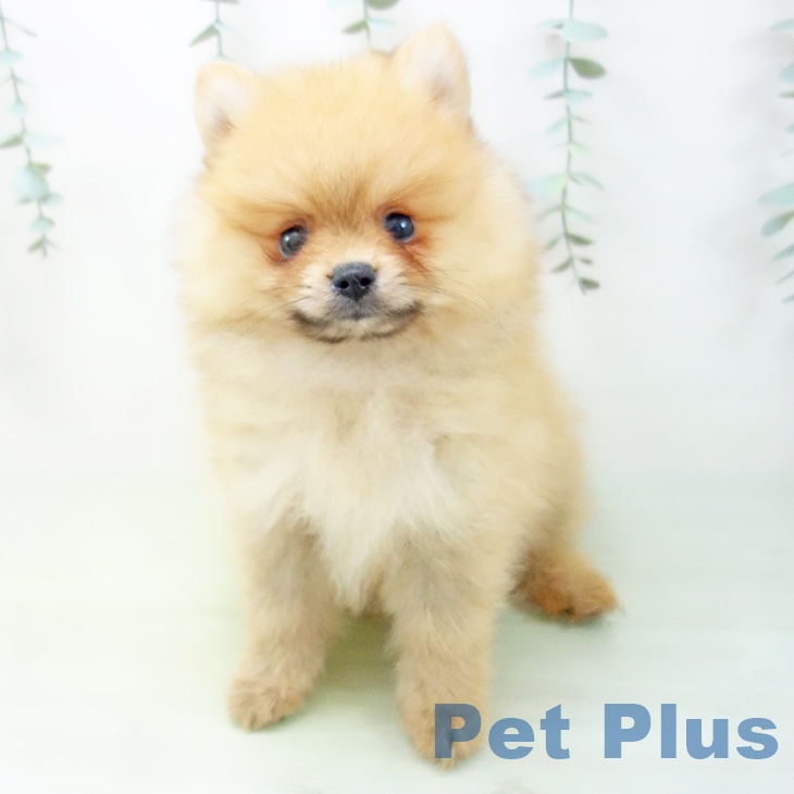 岐阜県のポメラニアン (ペットプラス光ケ丘店/2025年5月3日生まれ/男の子/オレンジ)の子犬の2枚目の画像