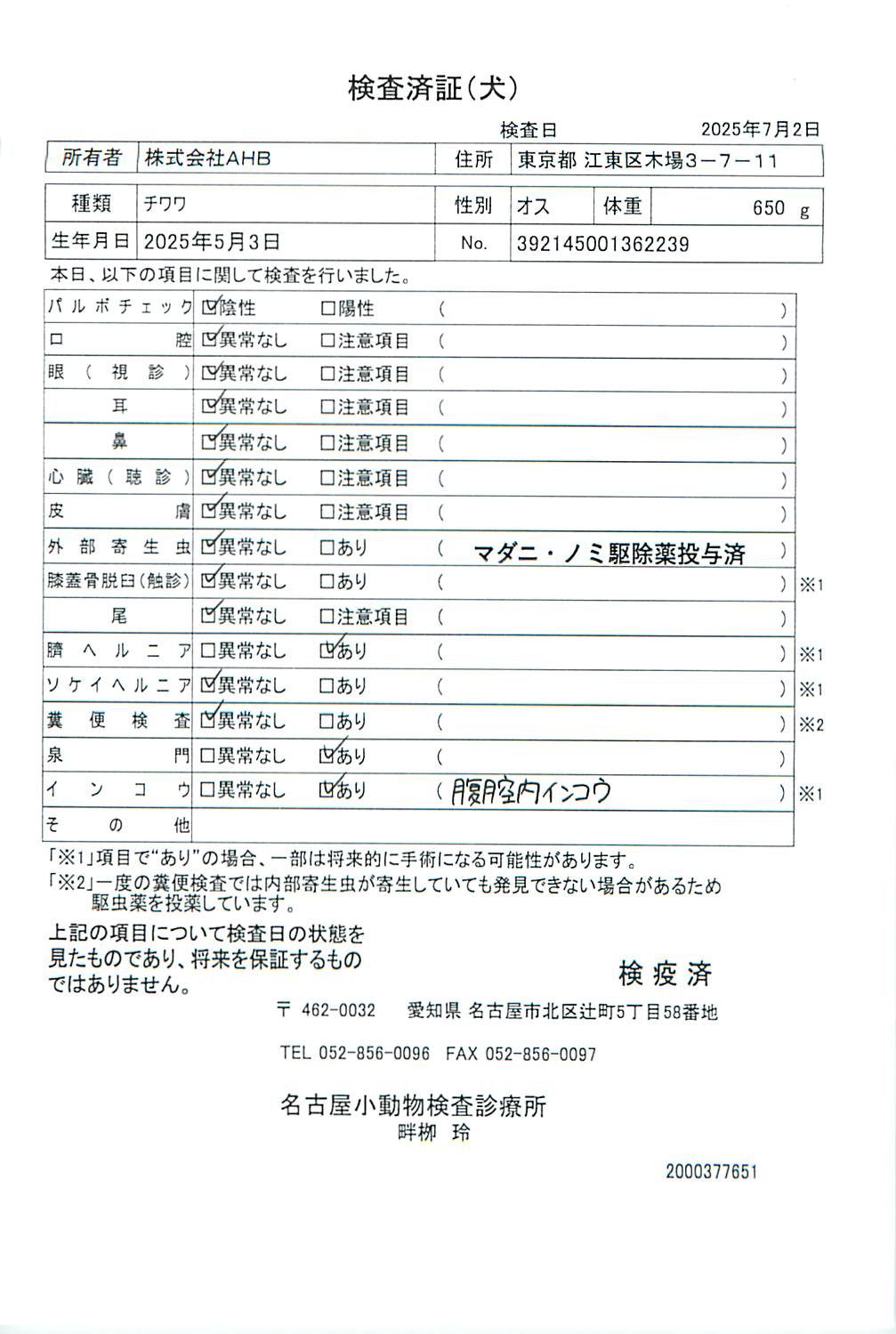 チワワ