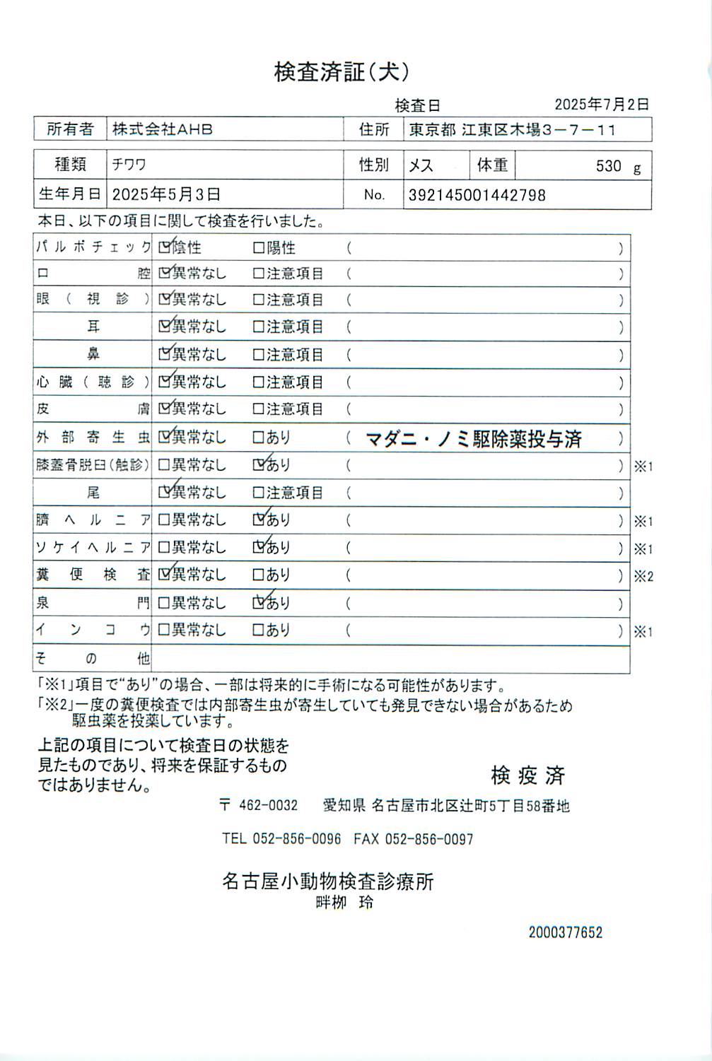 チワワ
