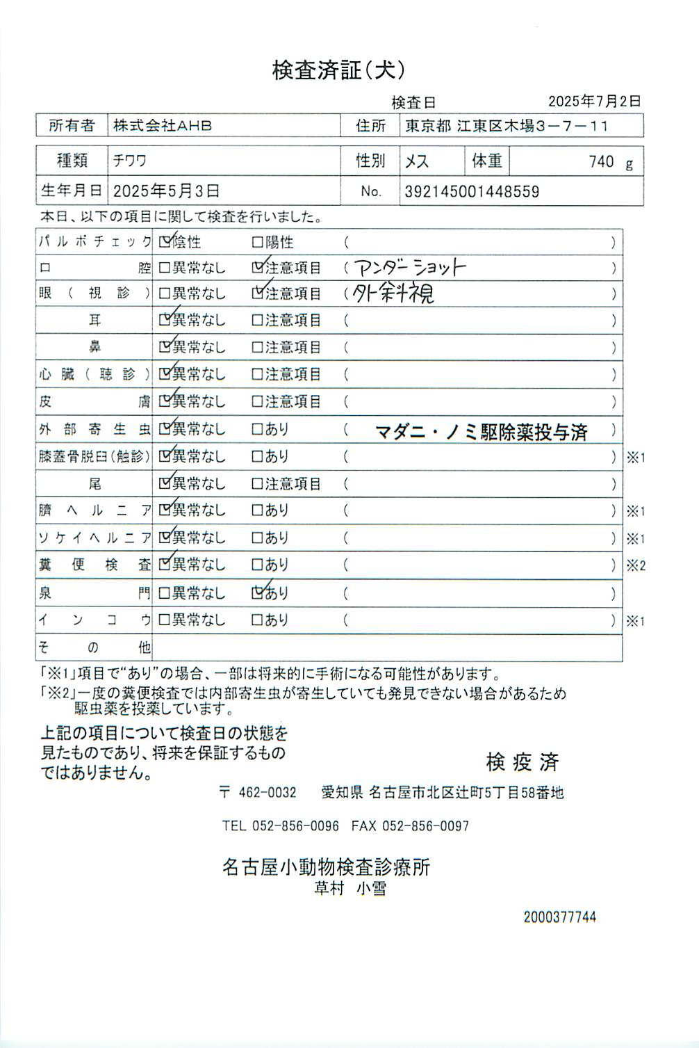 チワワ