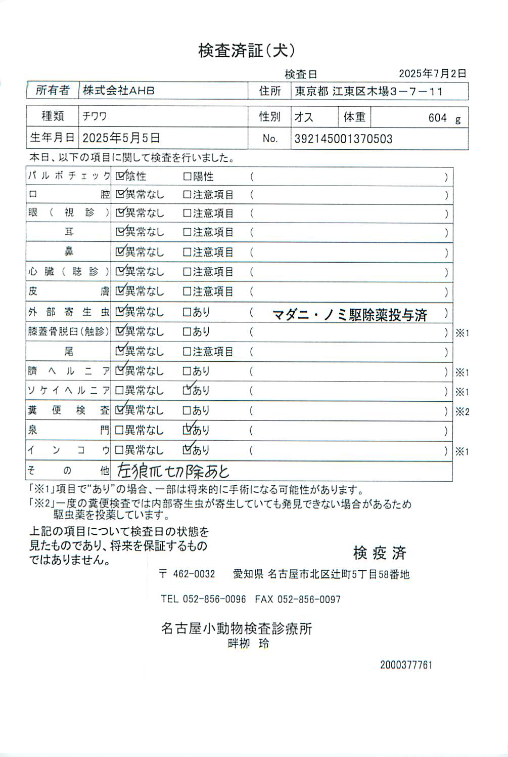 チワワ