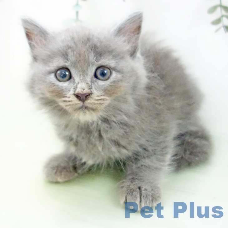 愛知県のラガマフィン (ペットプラスナゴヤドーム前店/2025年5月5日生まれ/男の子/ブルー)の子猫の2枚目の画像