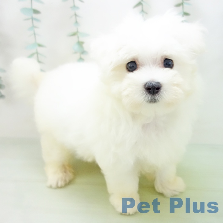 石川県のマルチーズ (ペットプラス白山店/2025年4月30日生まれ/女の子/ホワイト)の子犬の1枚目の画像