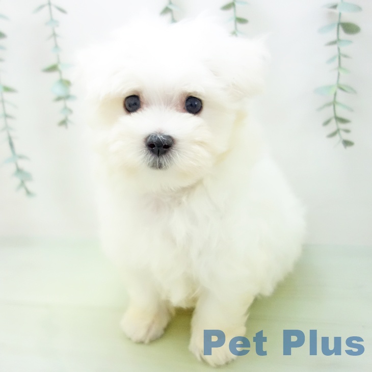 石川県のマルチーズ (ペットプラス白山店/2025年4月30日生まれ/女の子/ホワイト)の子犬の2枚目の画像