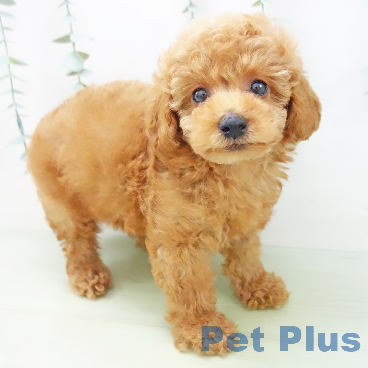 富山県のトイプードル(トイ) (ペットプラス高岡店/2025年5月7日生まれ/男の子/レッドフォーン)の子犬