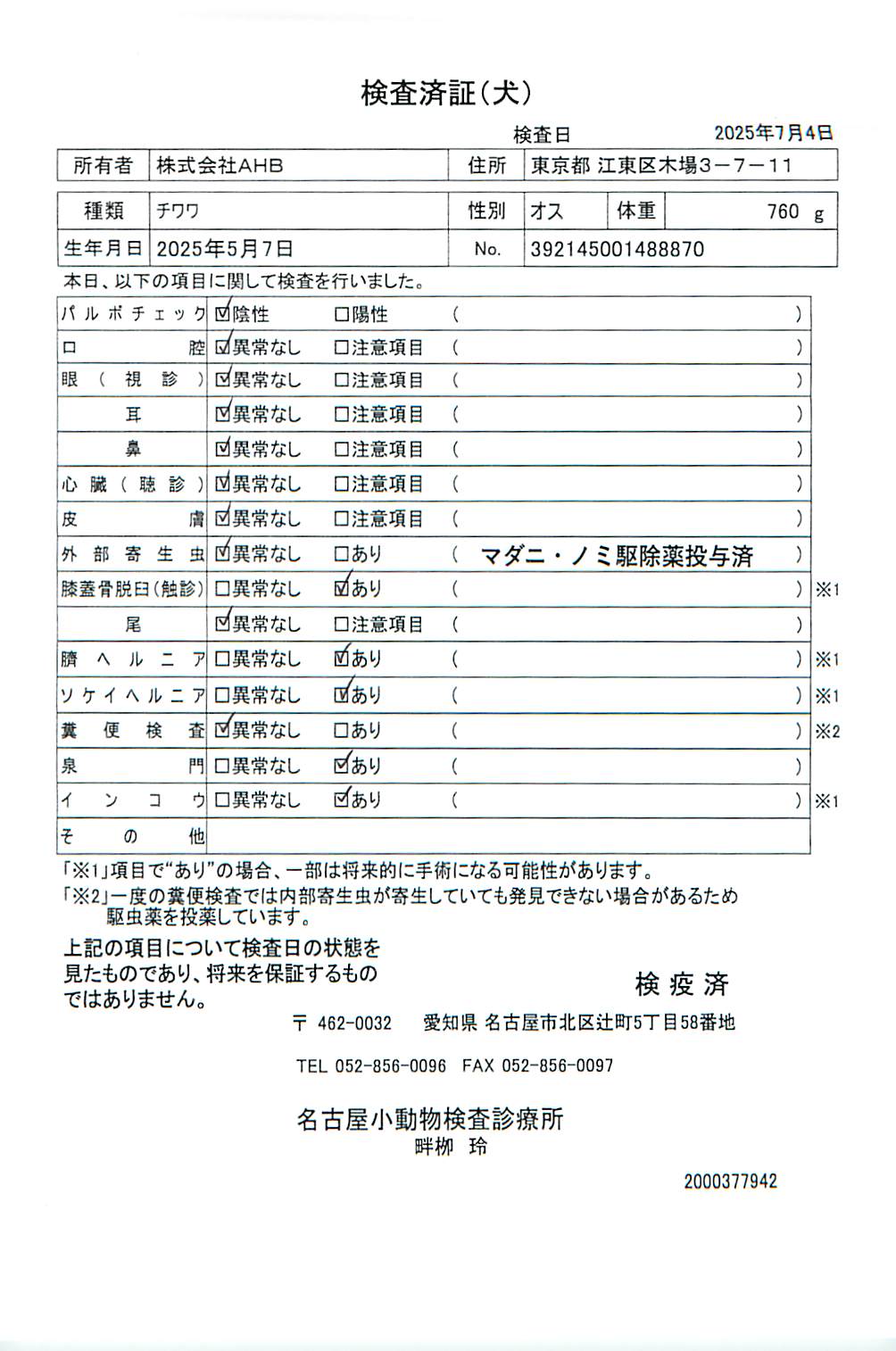 チワワ