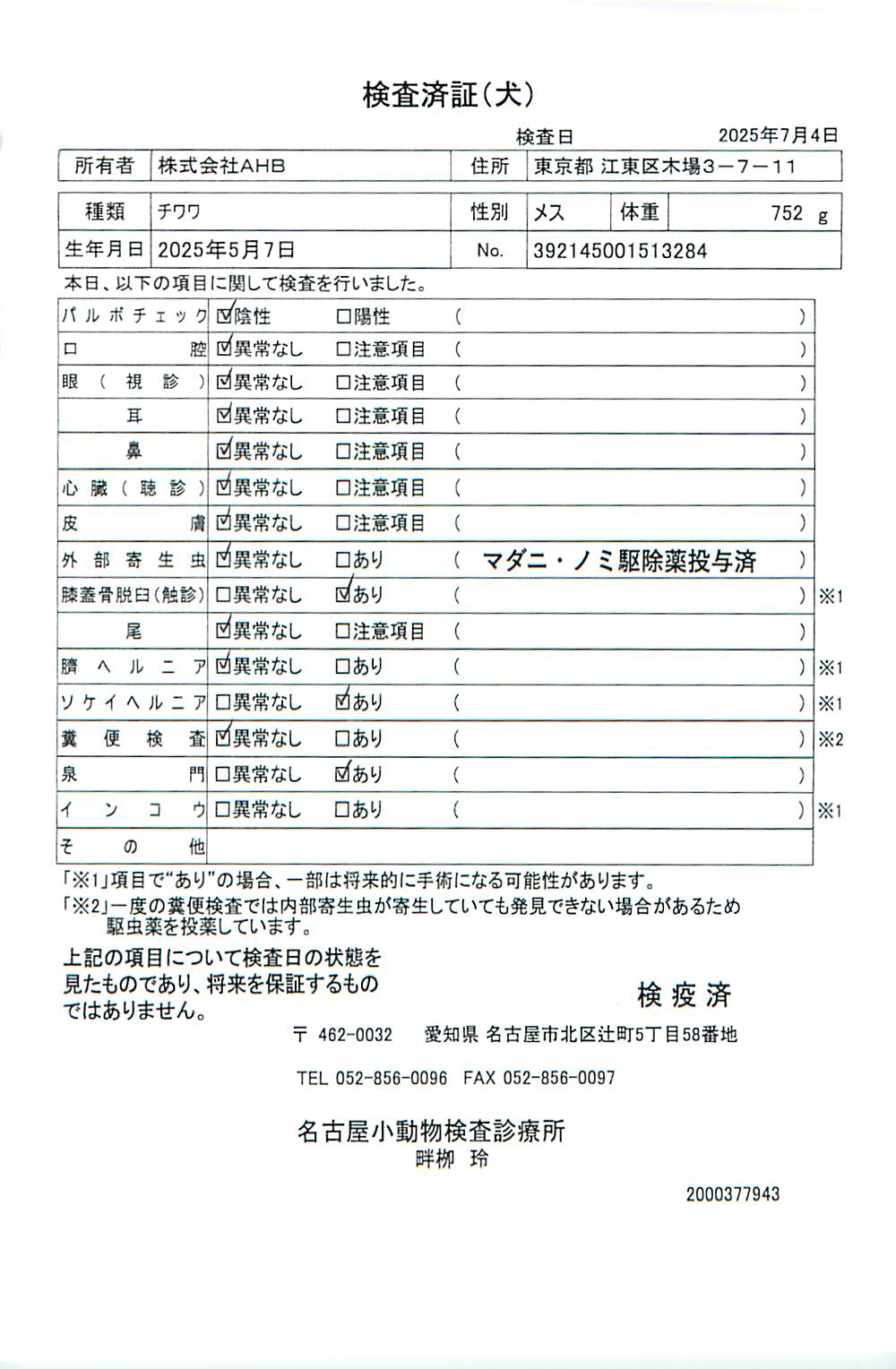 チワワ