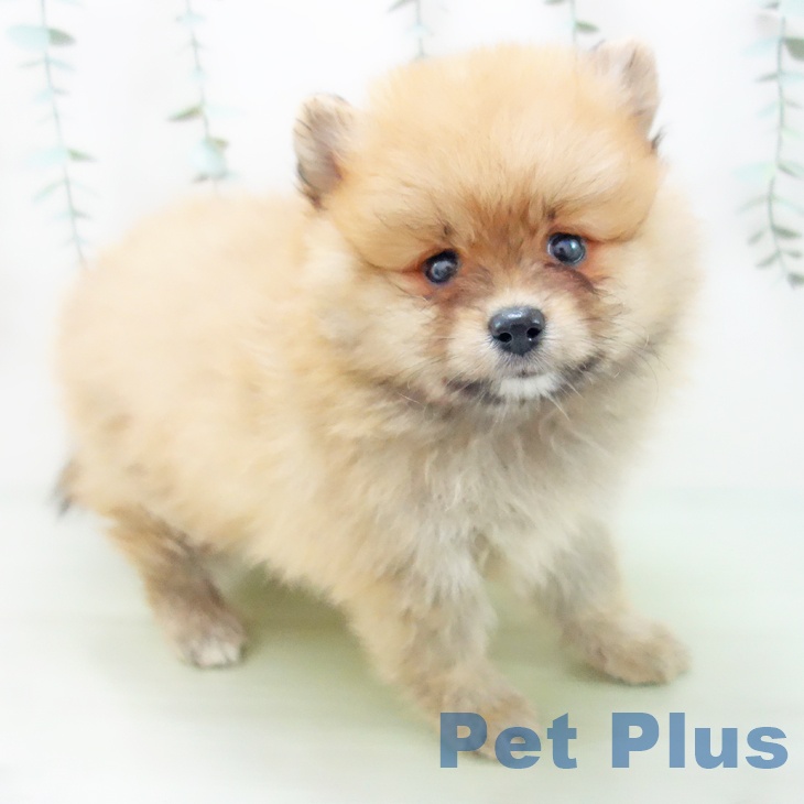岐阜県のポメラニアン (ペットプラス各務原店/2025年5月6日生まれ/男の子/オレンジ)の子犬の1枚目の画像