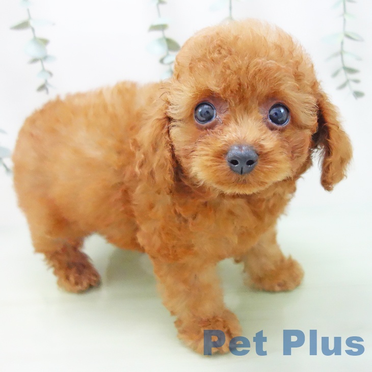 三重県のトイプードル(トイ) (ペットプラス鈴鹿店/2025年5月5日生まれ/男の子/レッドフォーン)の子犬