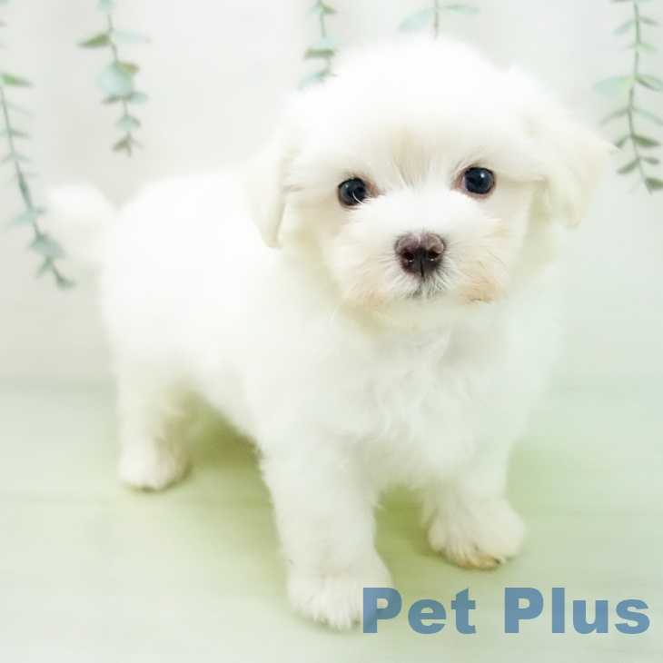 富山県のマルチーズ (ペットプラス高岡店/2025年5月9日生まれ/男の子/ホワイト)の子犬