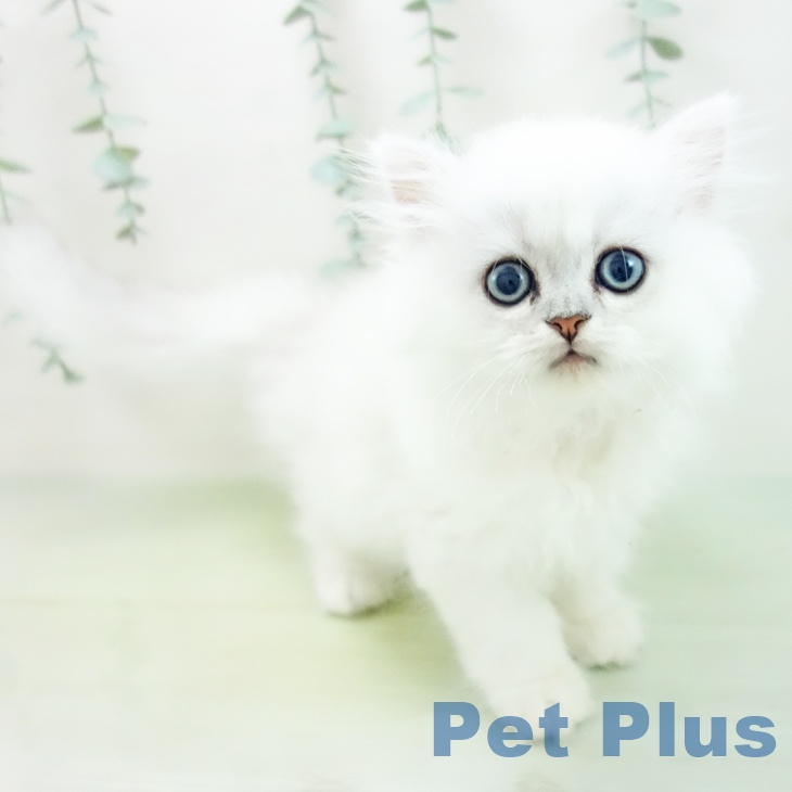 岐阜県のペルシャ (ペットプラス各務原店/2025年5月11日生まれ/男の子/チンチラシルバー)の子猫の1枚目の画像