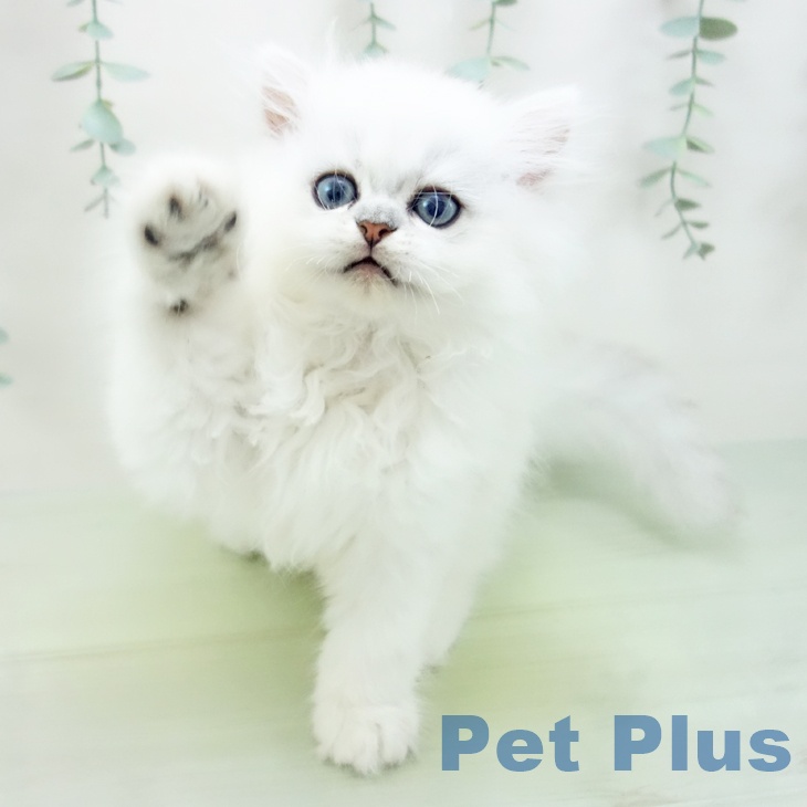 岐阜県のペルシャ (ペットプラス各務原店/2025年5月11日生まれ/男の子/チンチラシルバー)の子猫の2枚目の画像