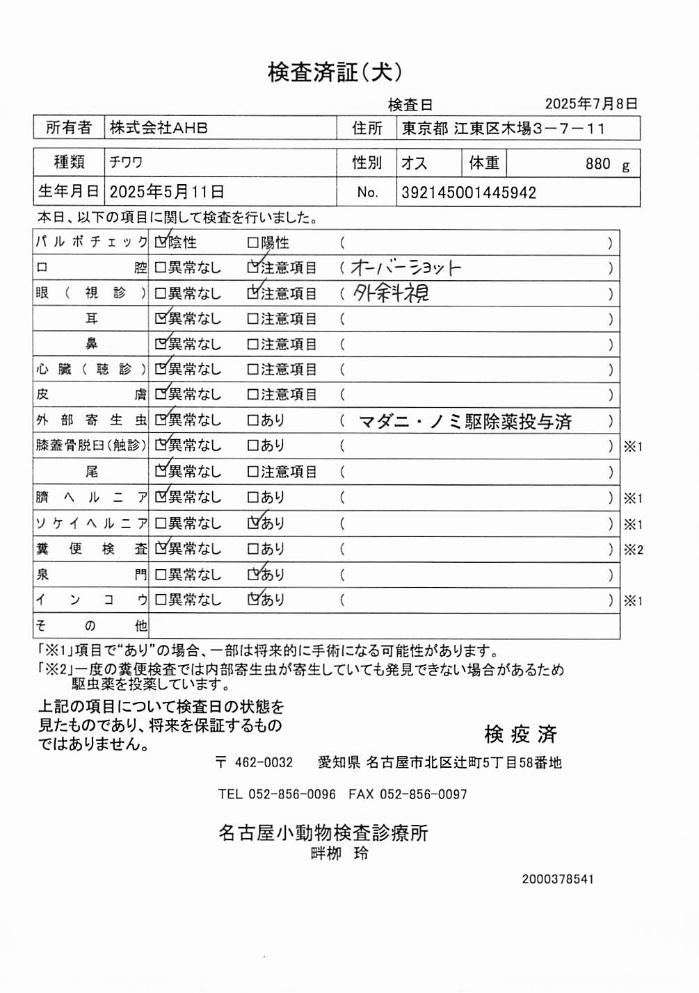 チワワ