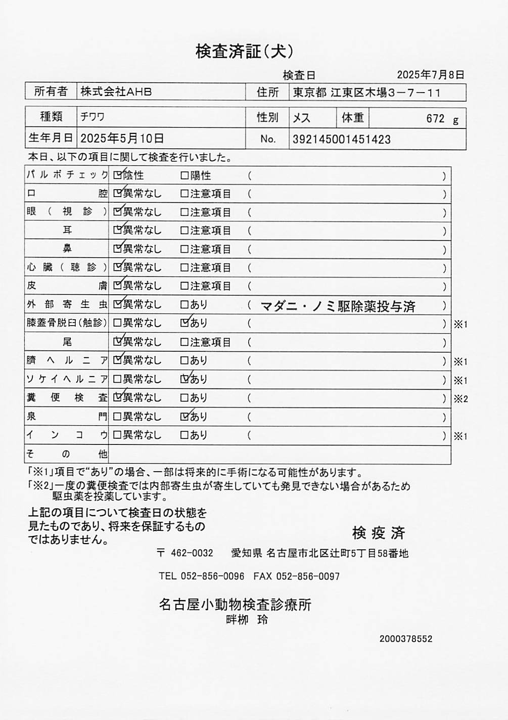 チワワ