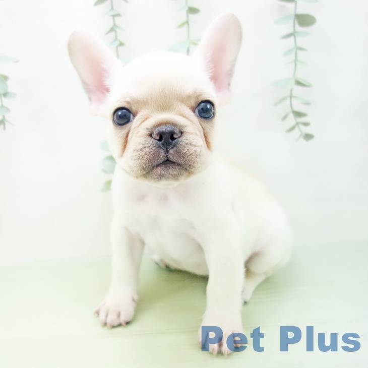 茨城県のフレンチブルドッグ (ペットプラスつくば店/2025年5月13日生まれ/男の子/クリーム)の子犬