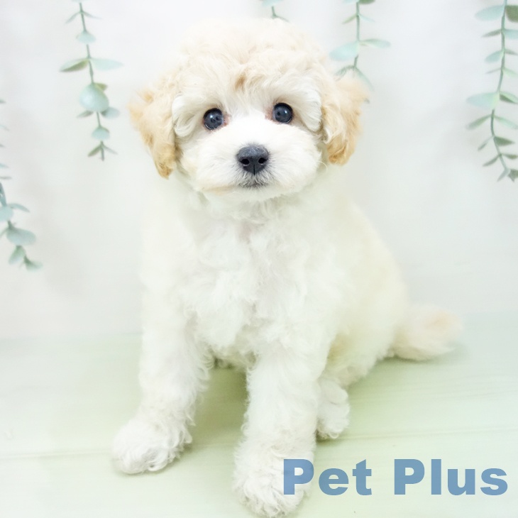 富山県のトイプードル(トイ) (ペットプラス高岡店/2025年5月13日生まれ/女の子/クリーム)の子犬の1枚目の画像