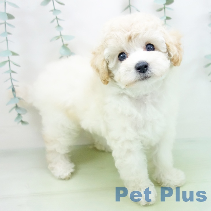 富山県のトイプードル(トイ) (ペットプラス高岡店/2025年5月13日生まれ/女の子/クリーム)の子犬の2枚目の画像