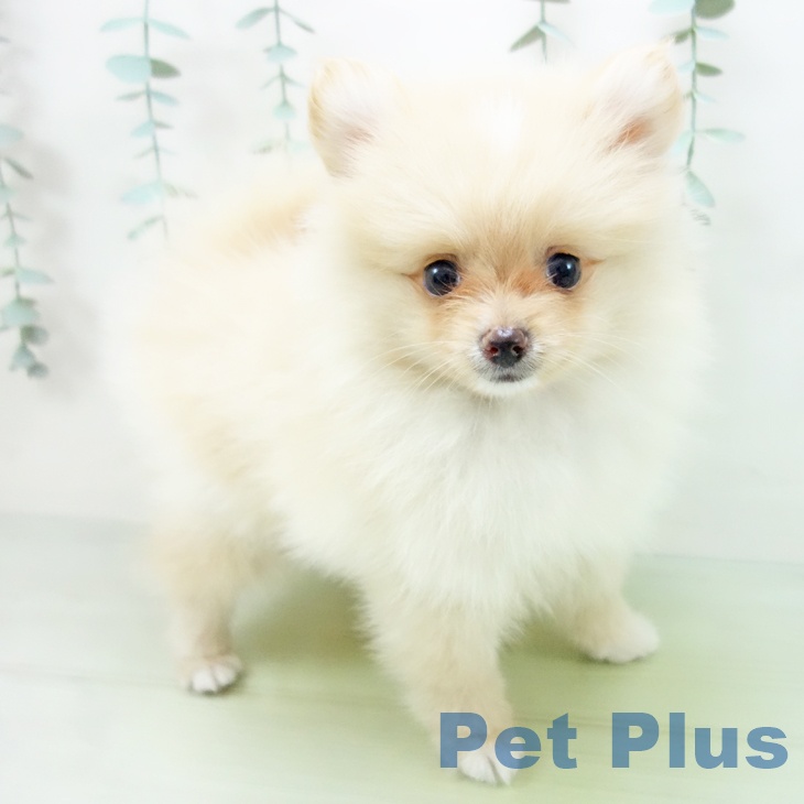 福島県のポメラニアン (ペットプラス福島店/2025年5月9日生まれ/男の子/クリーム)の子犬の1枚目の画像