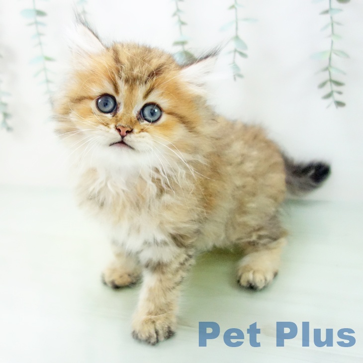 岐阜県のペルシャ (ペットプラス光ケ丘店/2025年5月10日生まれ/男の子/チンチラゴールデン)の子猫の1枚目の画像
