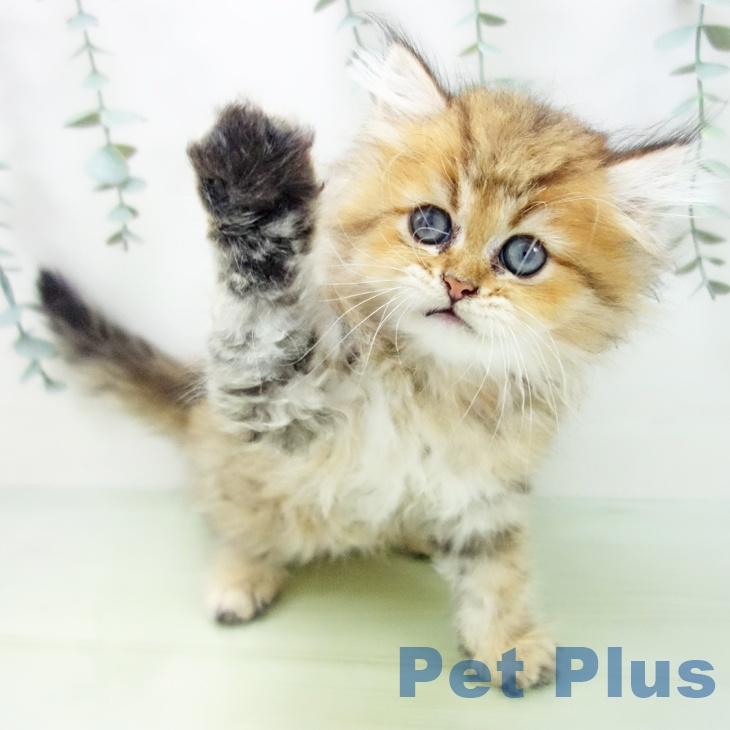 岐阜県のペルシャ (ペットプラス光ケ丘店/2025年5月10日生まれ/男の子/チンチラゴールデン)の子猫の2枚目の画像