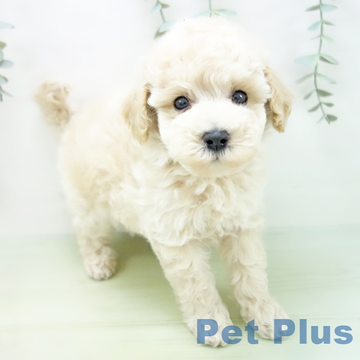 岐阜県のトイプードル(トイ) (ペットプラス各務原店/2025年5月15日生まれ/女の子/クリーム)の子犬の1枚目の画像