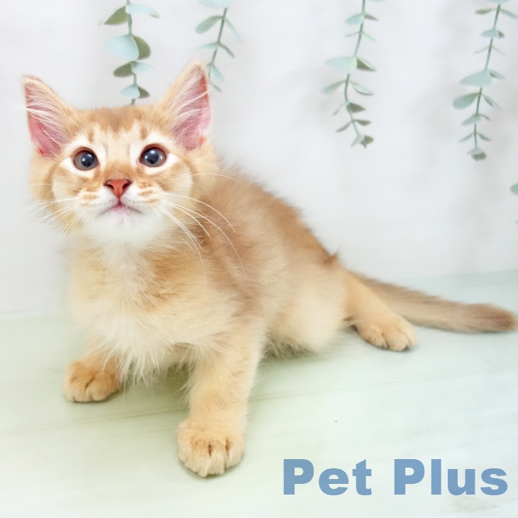 愛知県のソマリ (ペットプラス名古屋茶屋店/2025年4月28日生まれ/男の子/レッド)の子猫の1枚目の画像