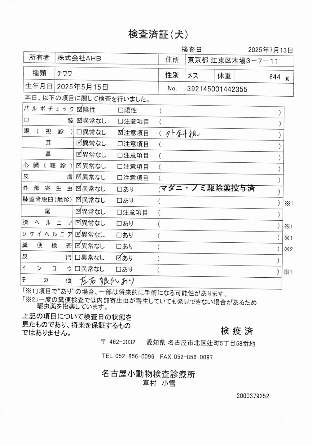 チワワ