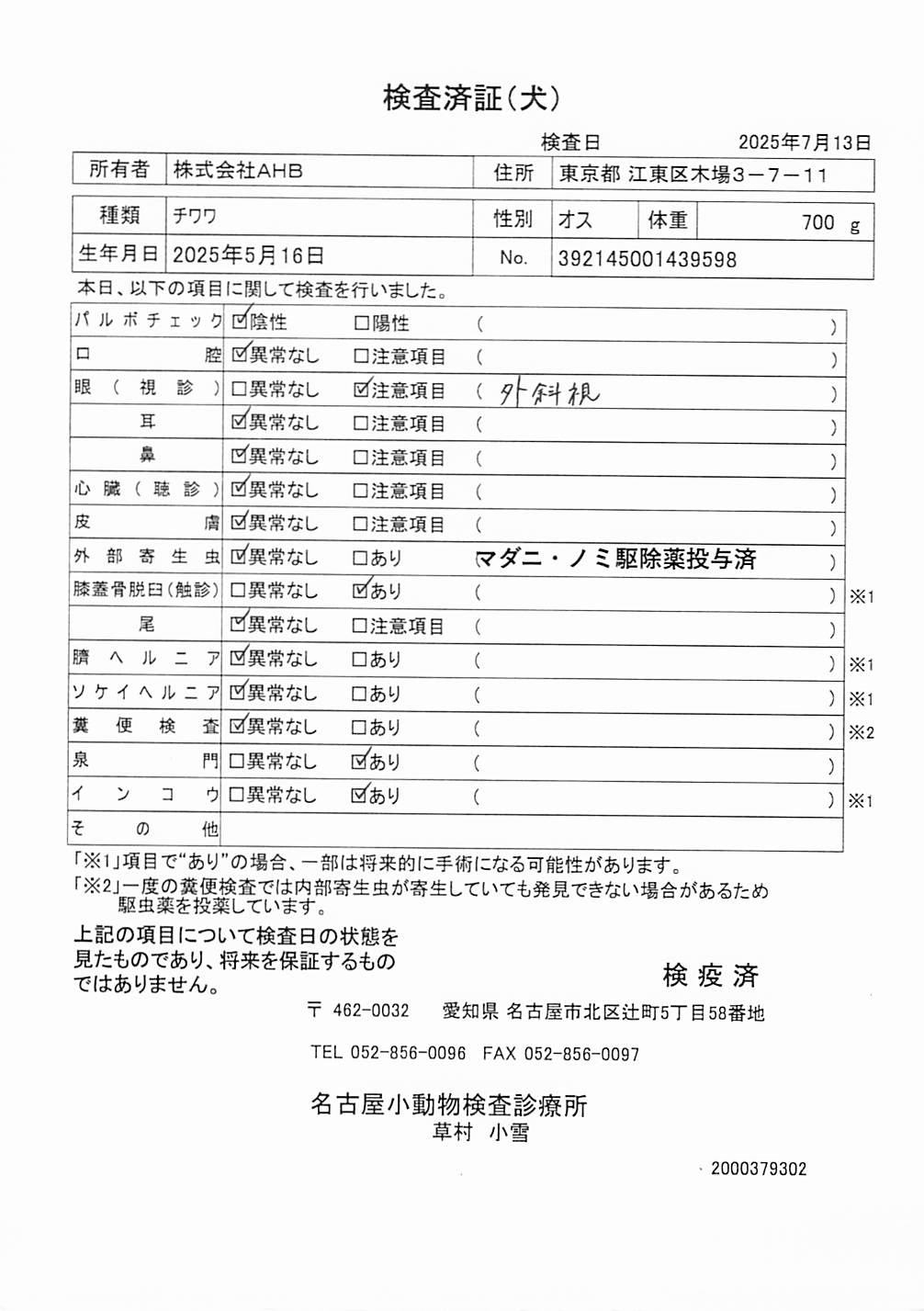 チワワ