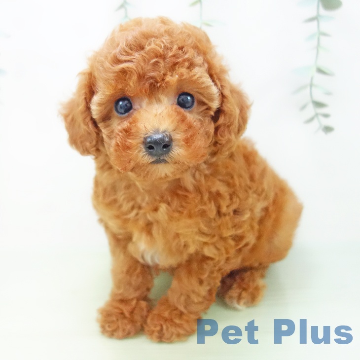 岐阜県のトイプードル(トイ) (ペットプラス各務原店/2025年5月16日生まれ/女の子/レッド)の子犬の1枚目の画像