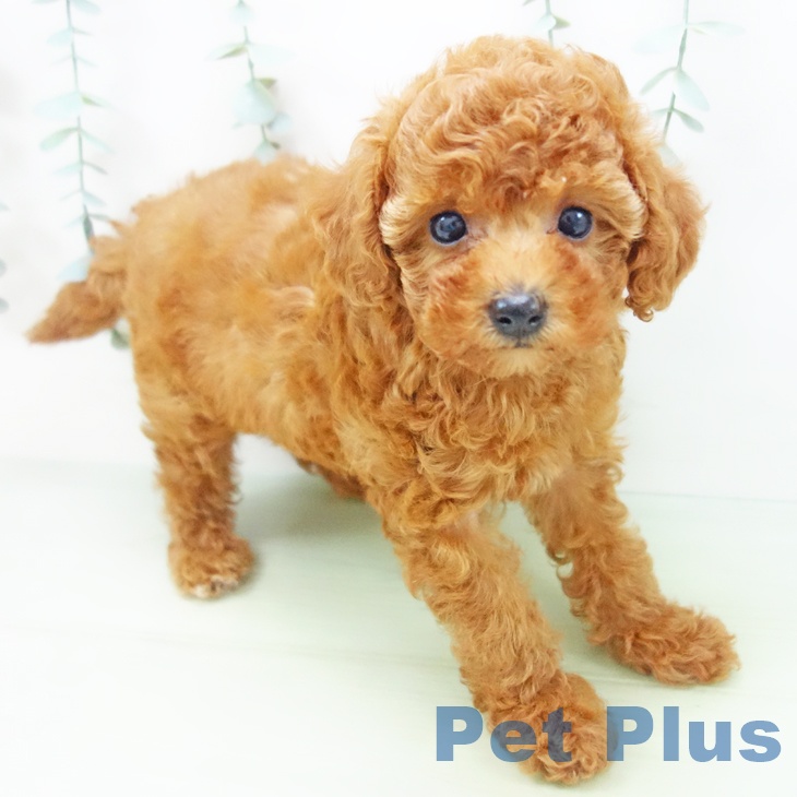 岐阜県のトイプードル(トイ) (ペットプラス各務原店/2025年5月16日生まれ/女の子/レッド)の子犬の2枚目の画像