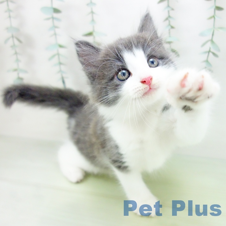 ノルウェージャンフォレストキャットの写真1