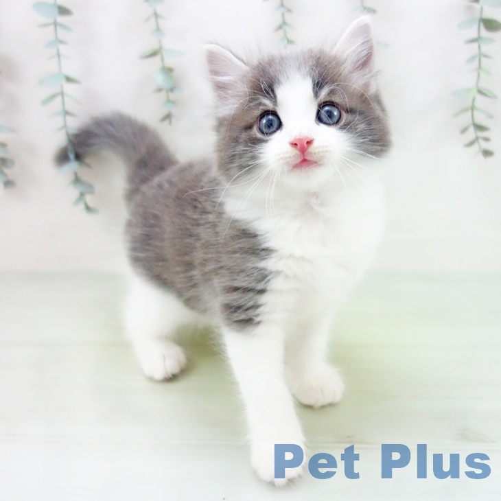 ノルウェージャンフォレストキャットの写真2