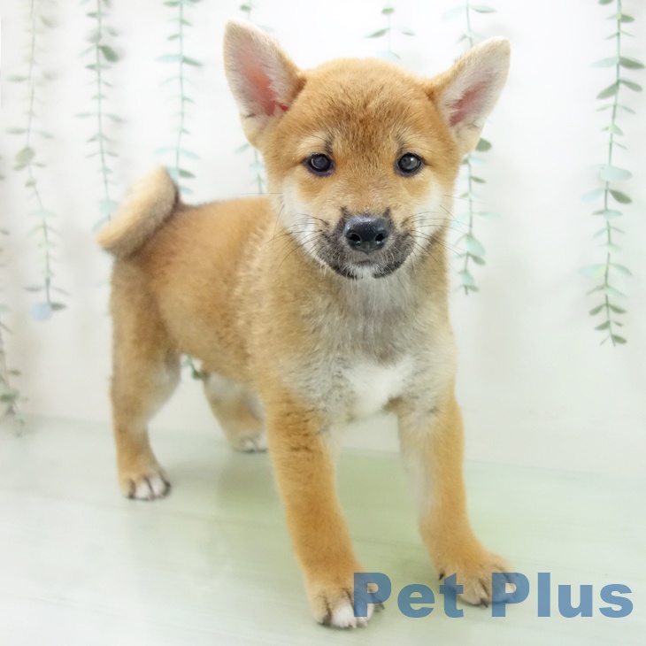 愛知県の柴犬(標準サイズ) (ペットプラスイオンモール豊川店/2025年5月17日生まれ/男の子/赤)の子犬の1枚目の画像